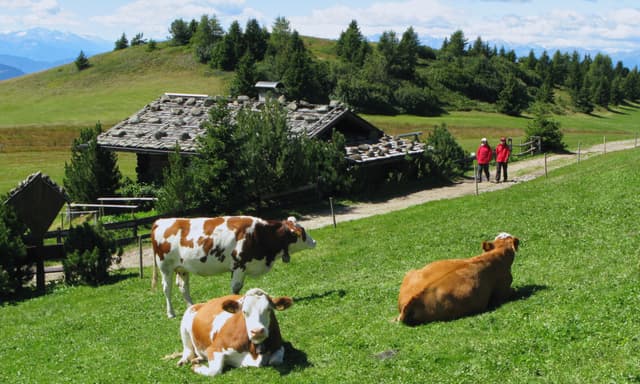 Panoramic tour + hike on the Alpe di Siusi